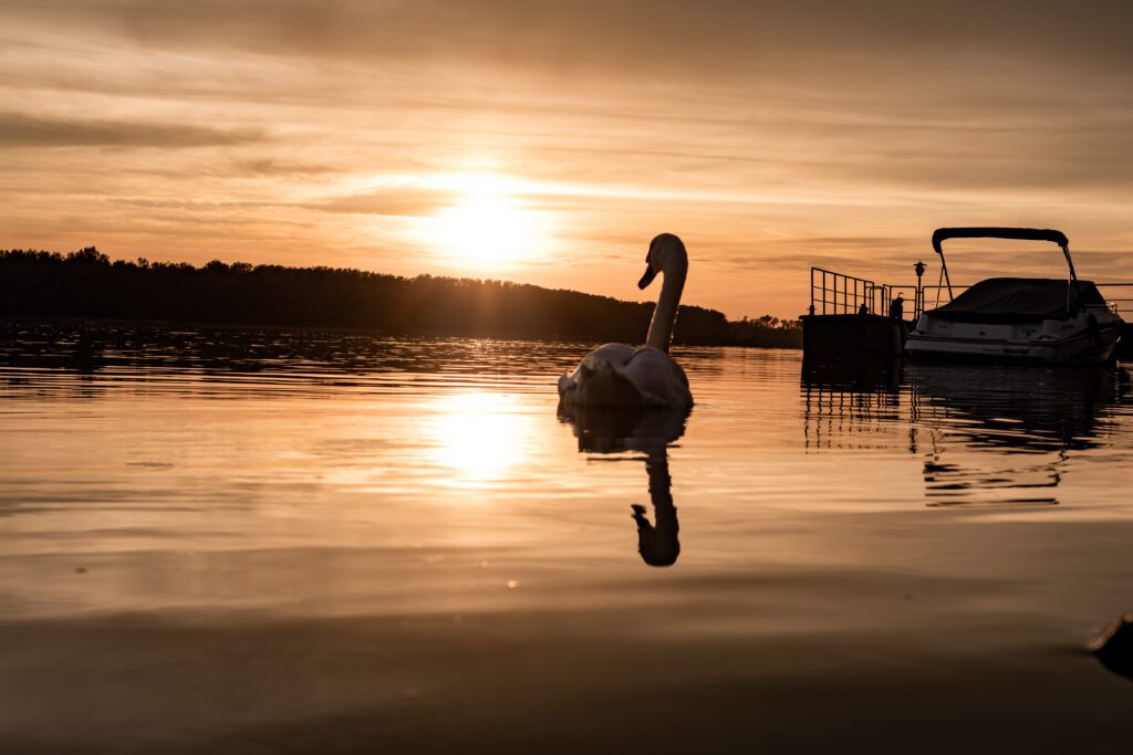 swan on the danube